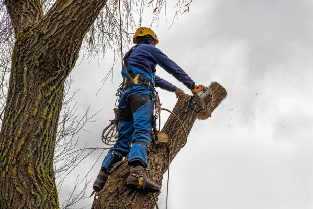 Best Hazardous Tree Removal  in Hoer, OK